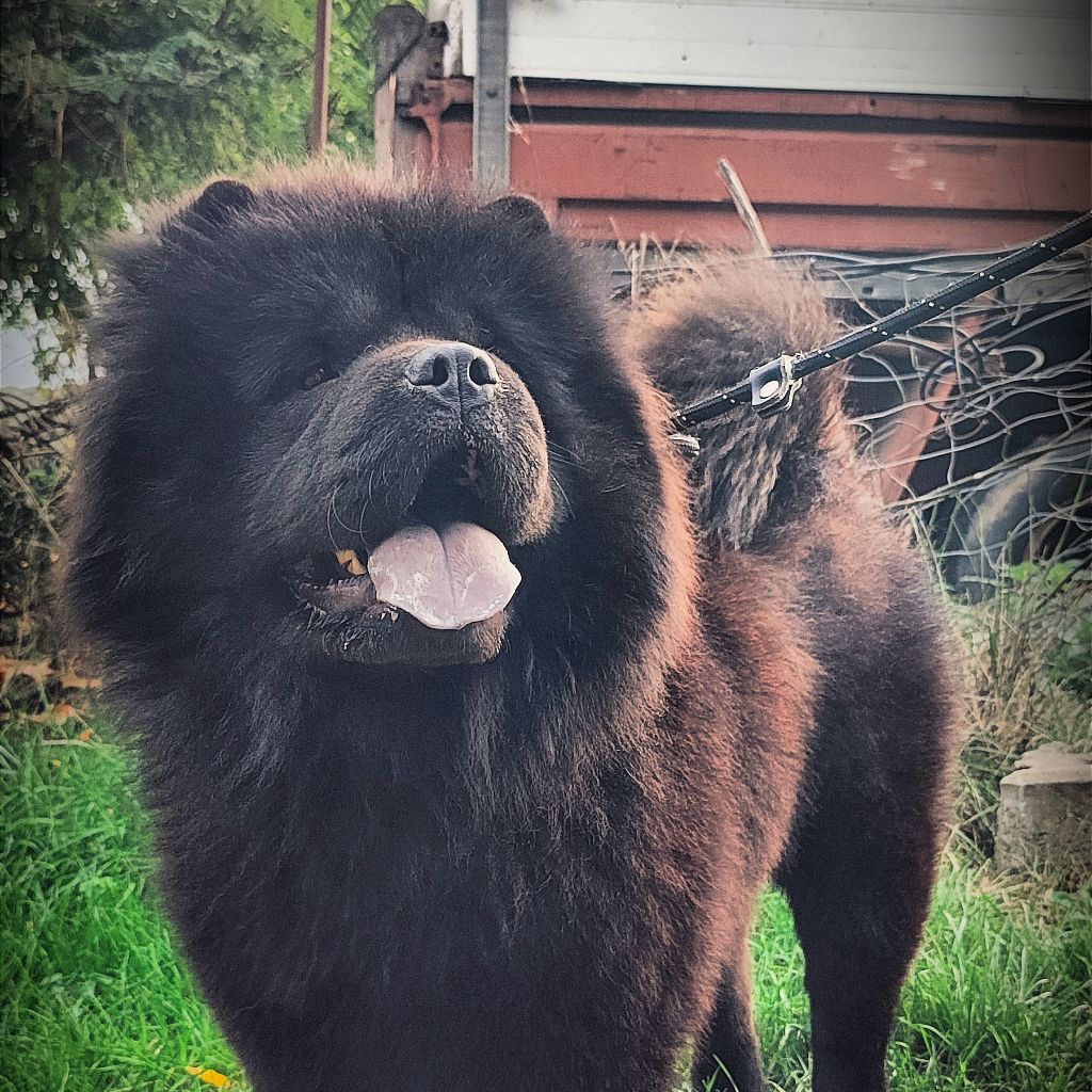 Selena De La Maison Du Chow Chow