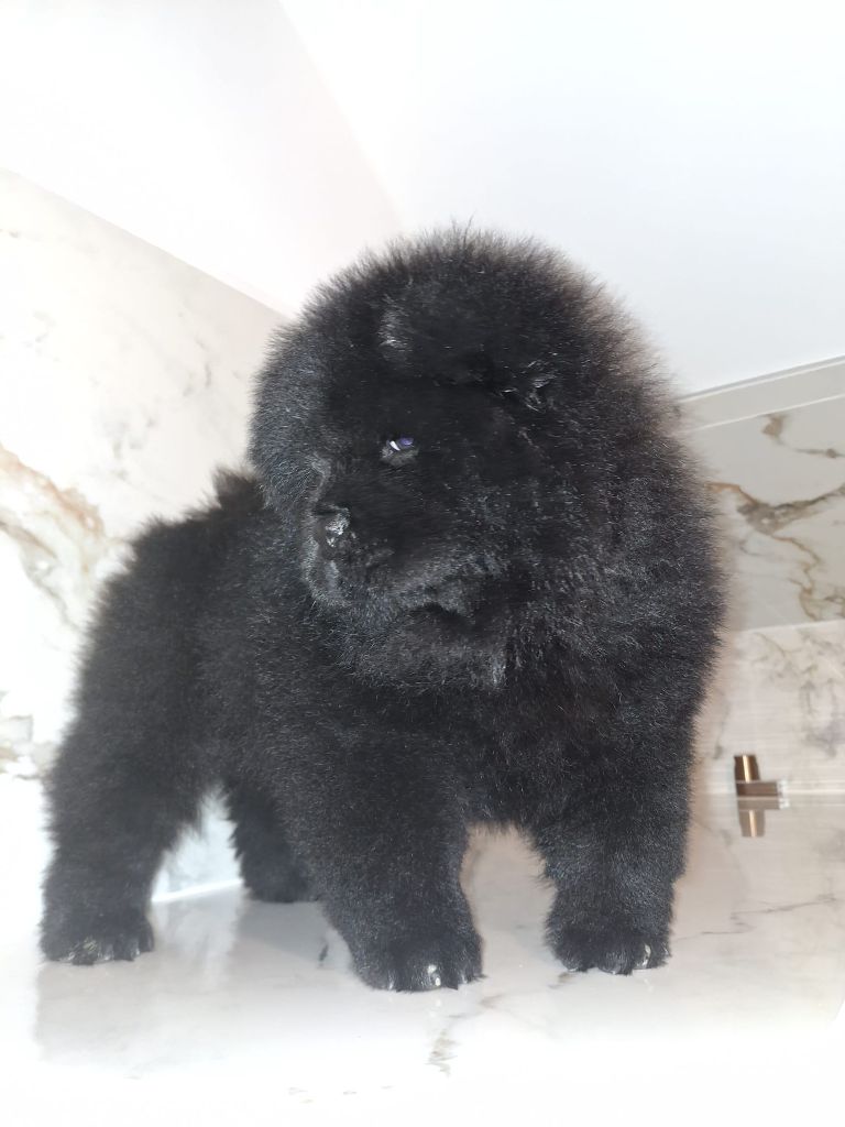 De La Maison Du Chow Chow - Chiot disponible  - Chow Chow