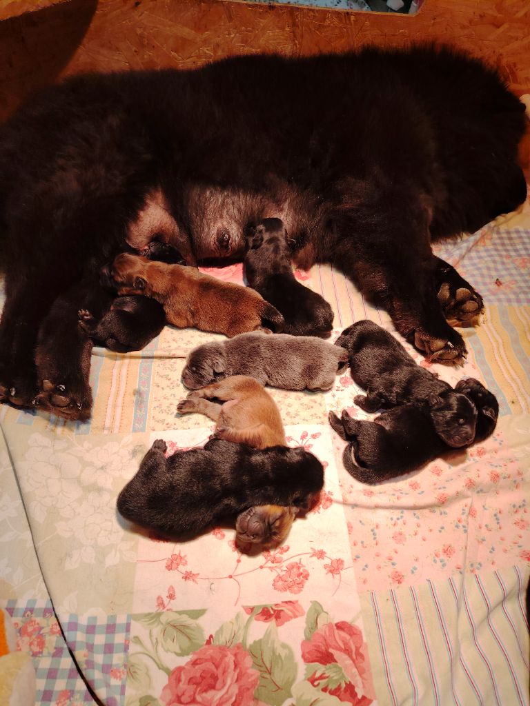 De La Maison Du Chow Chow - Chow Chow - Portée née le 31/10/2024